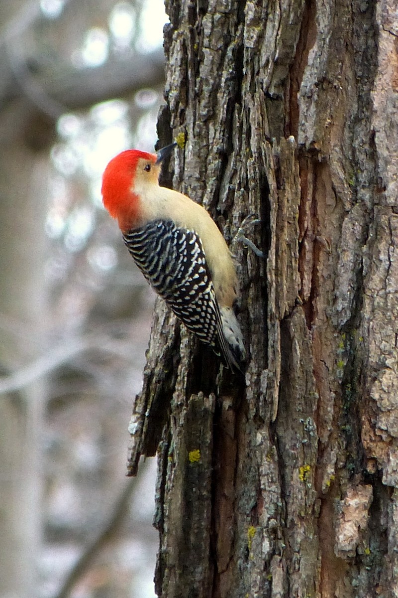 Red-bellied Woodpecker - ML619725712