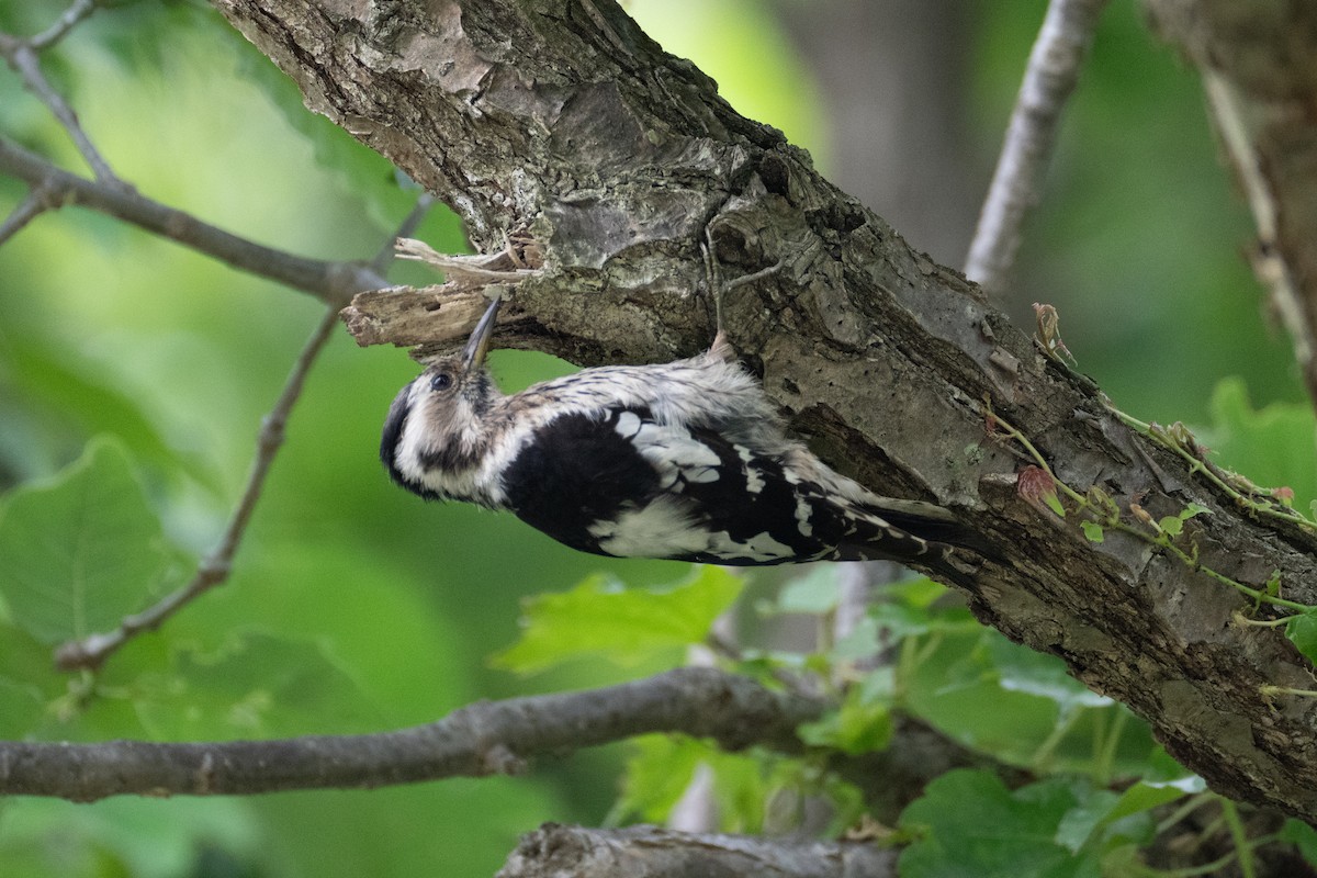 Gray-capped Pygmy Woodpecker - ML619725727