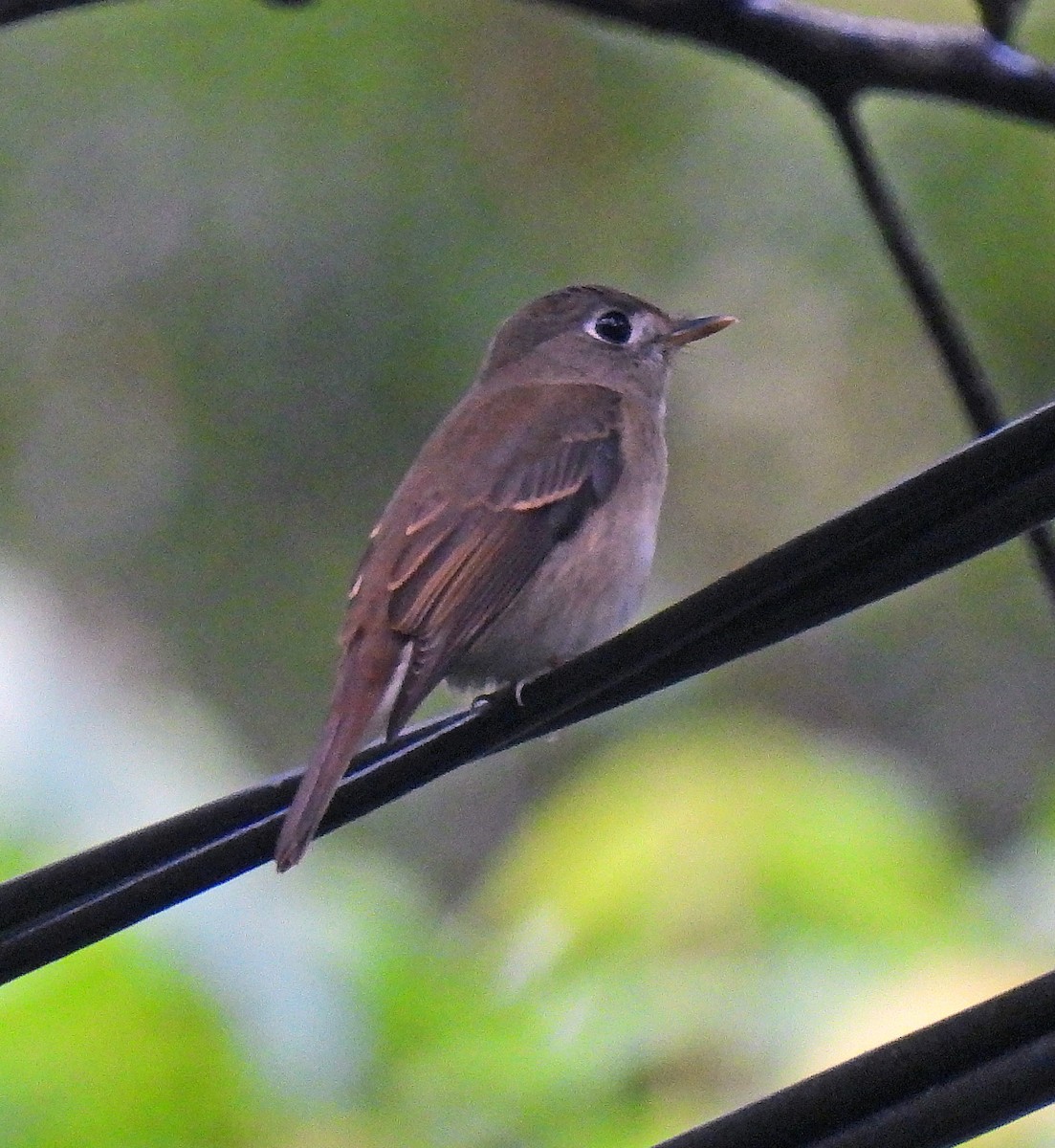 Brown-breasted Flycatcher - ML619725736