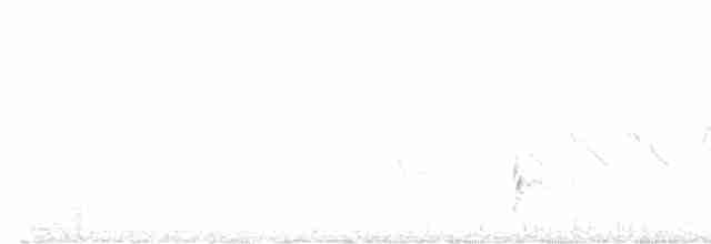 Дрізд-короткодзьоб Cвенсона - ML619725769