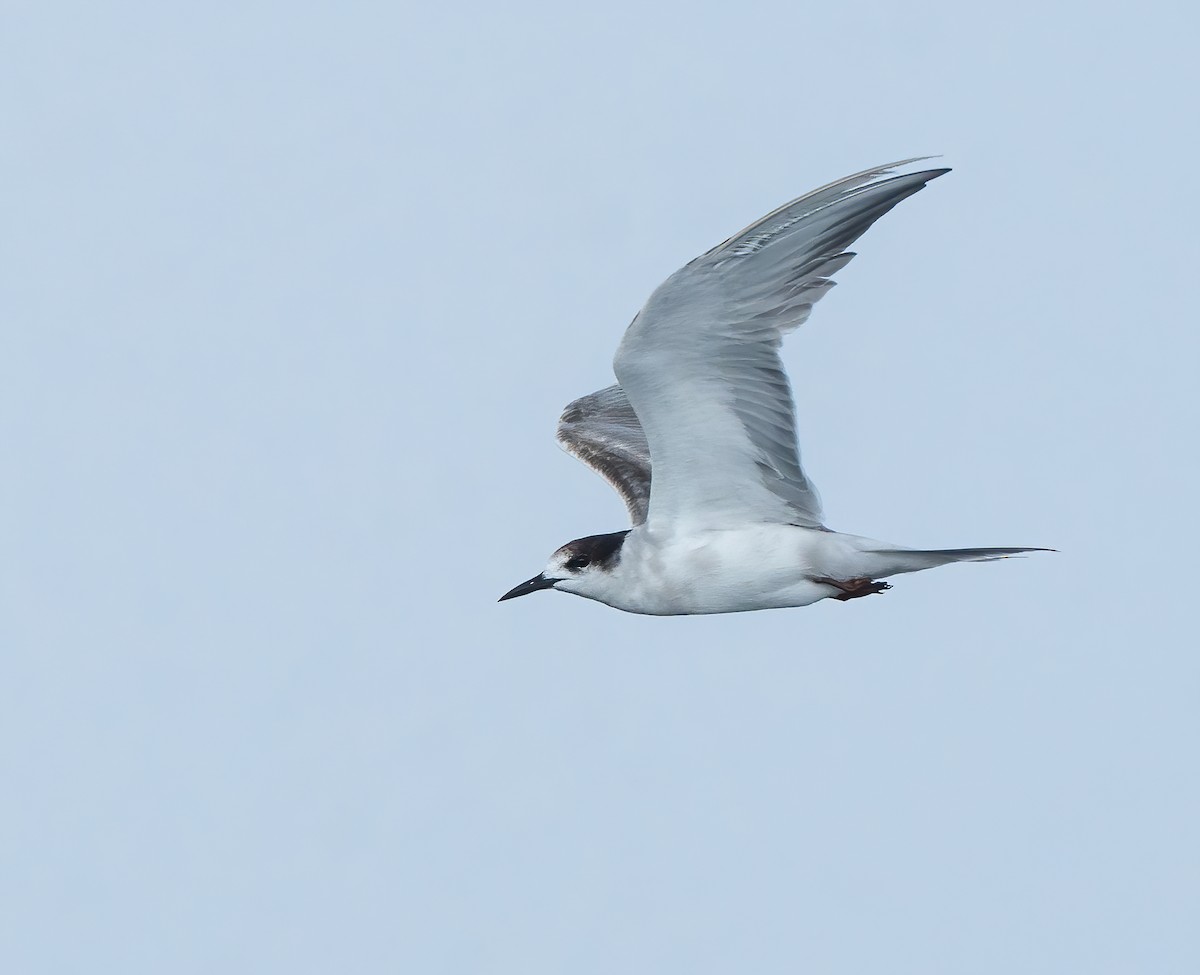 Common Tern - ML619725883