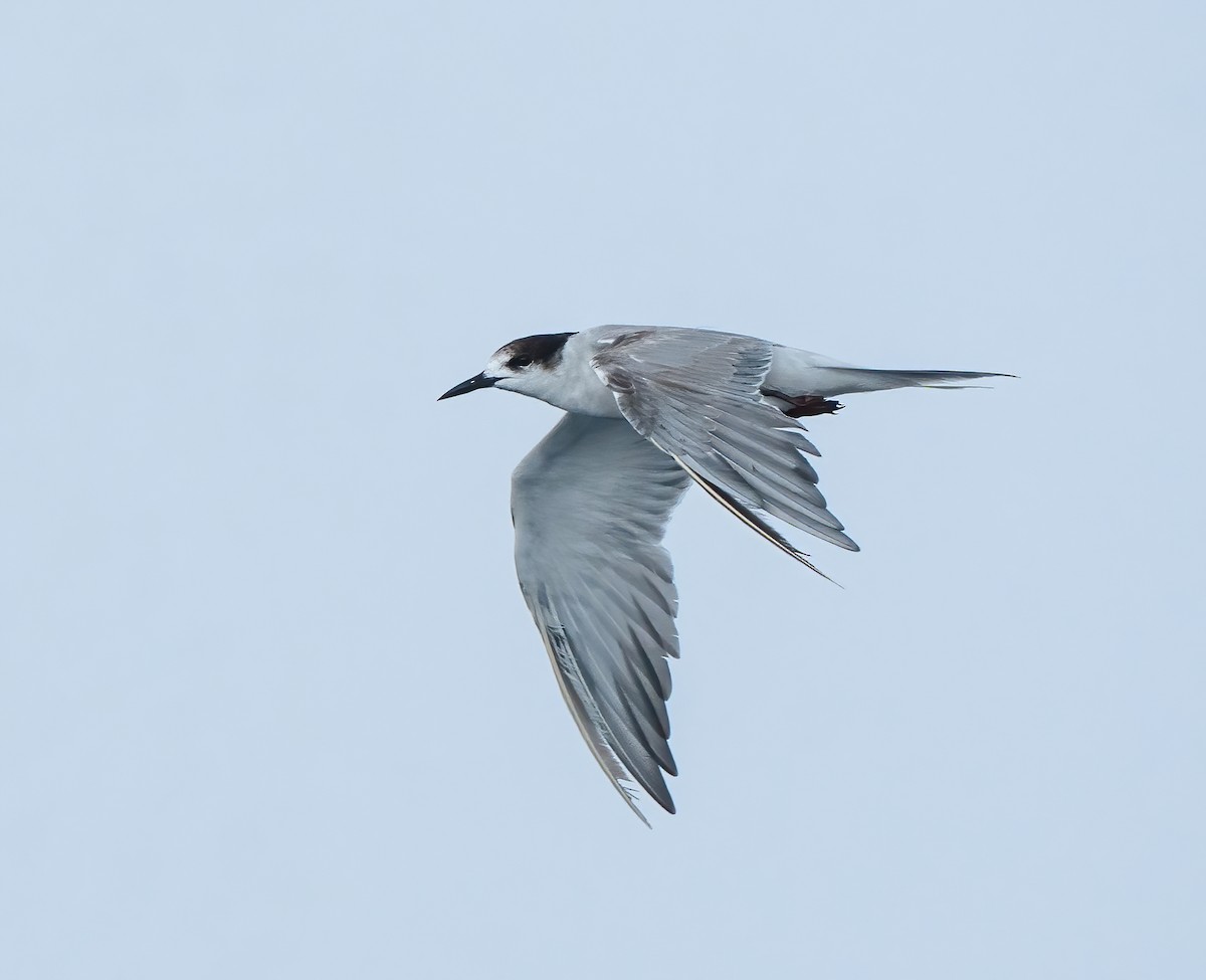 Common Tern - ML619725884