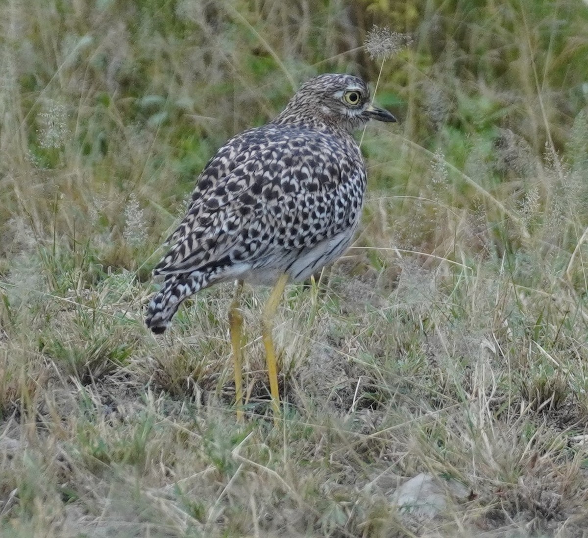 Spotted Thick-knee - ML619725888