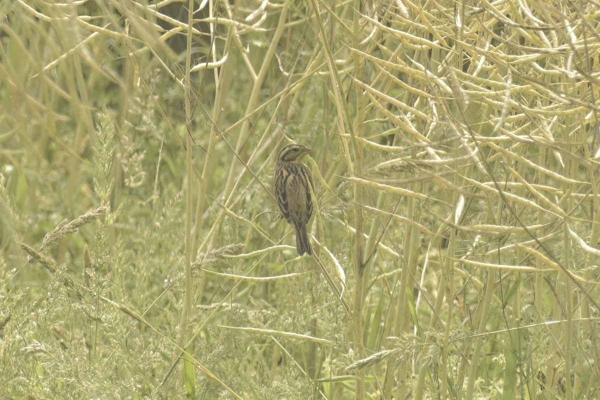 Yellow-breasted Bunting - ML619725902