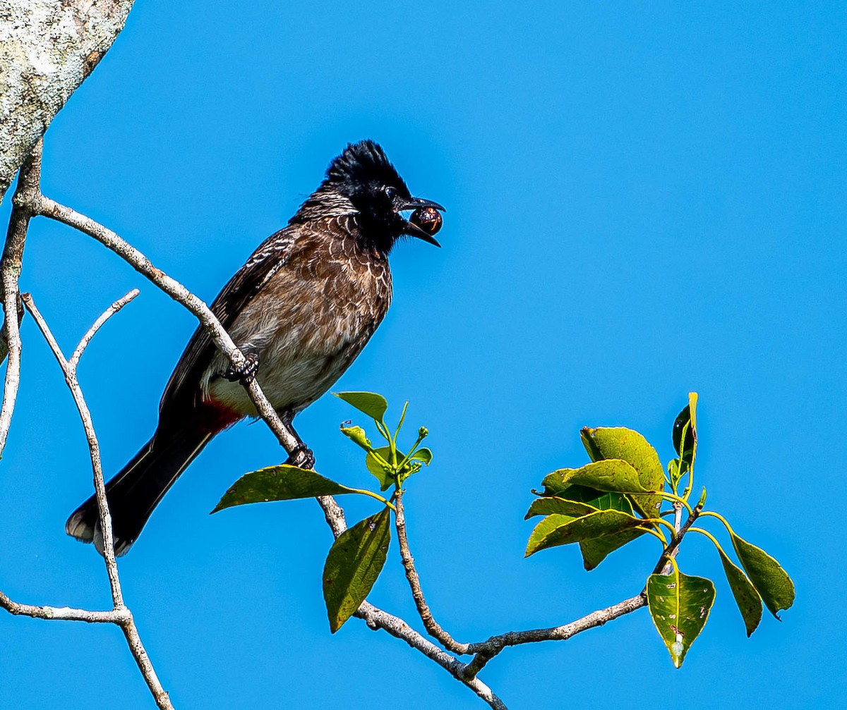 Red-vented Bulbul - ML619726033