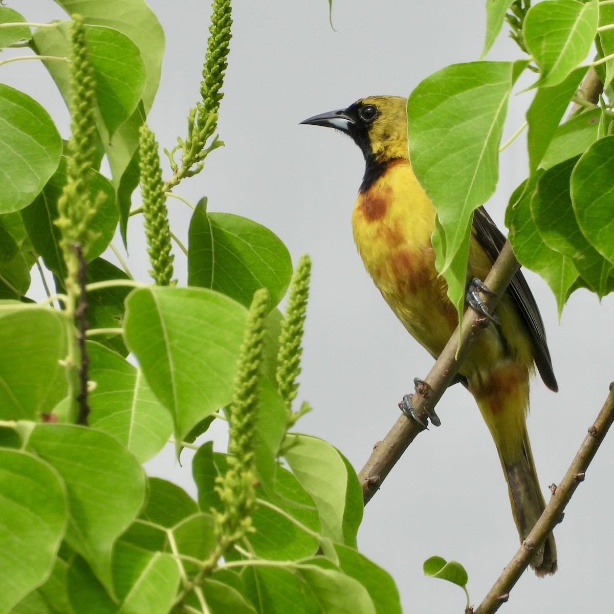 Orchard Oriole - ML619726064