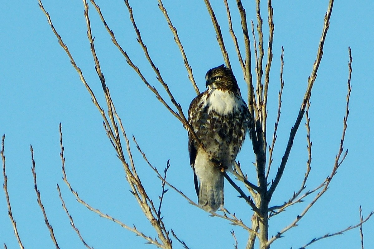 Red-tailed Hawk - ML619726079