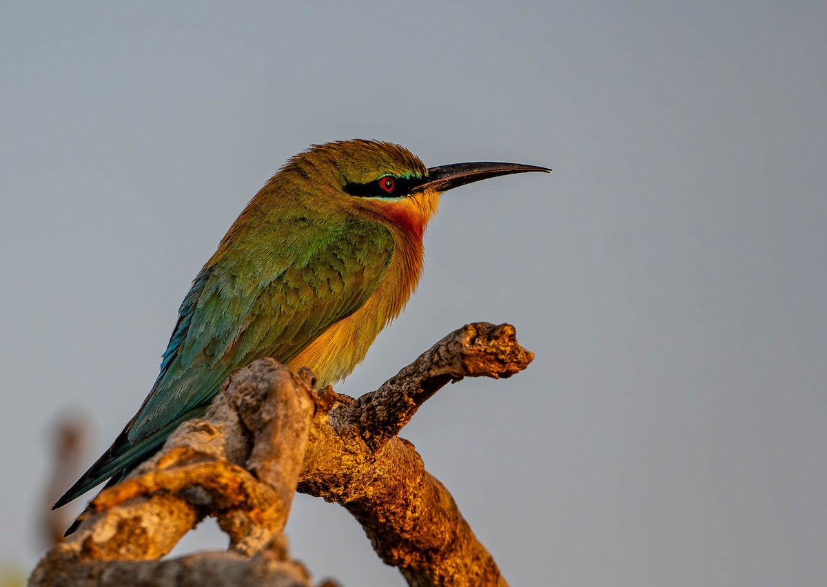 Blue-tailed Bee-eater - ML619726099