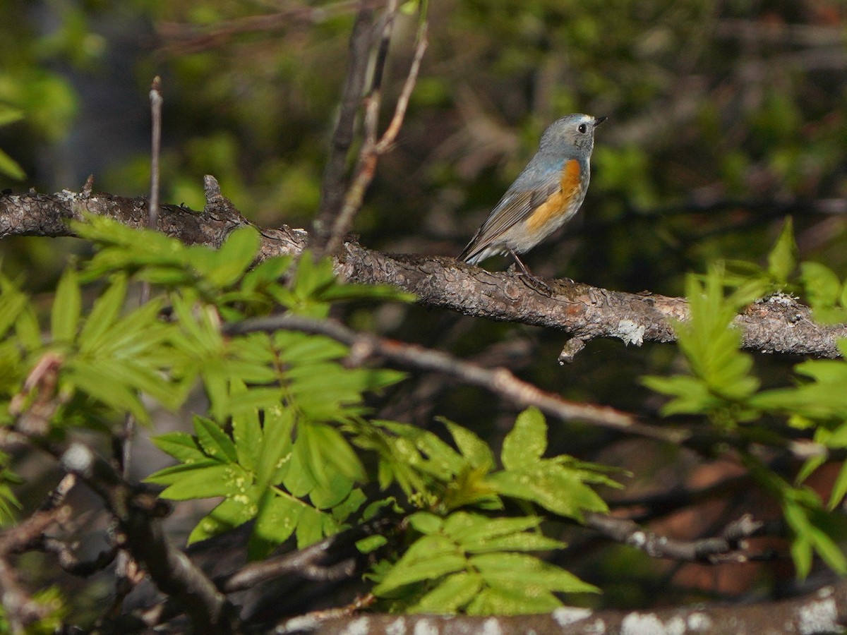 Red-flanked Bluetail - ML619726120