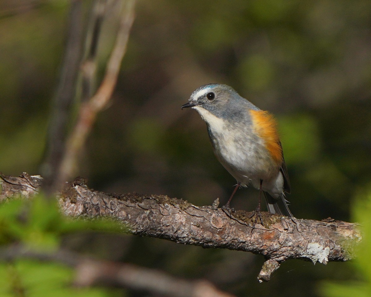 Red-flanked Bluetail - ML619726121