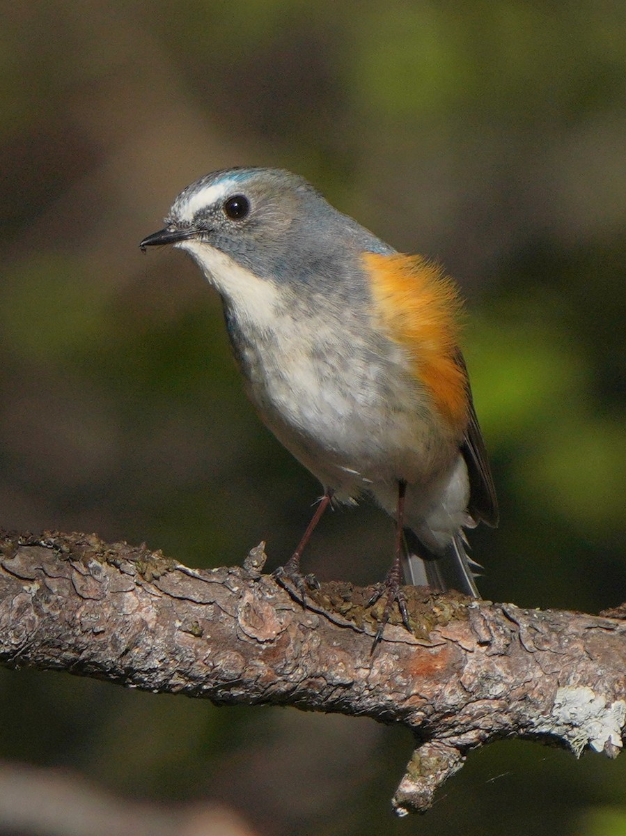 Red-flanked Bluetail - ML619726122
