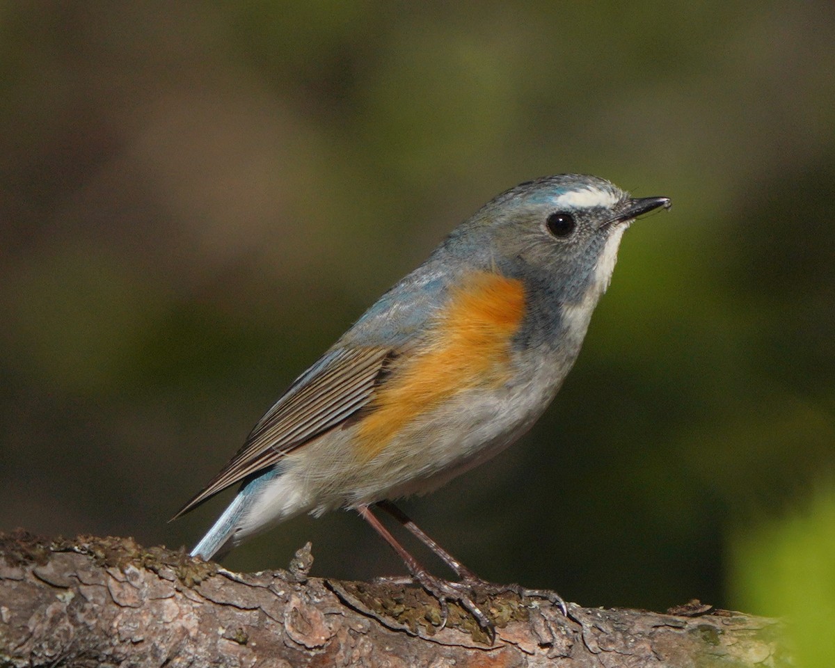 Red-flanked Bluetail - ML619726123