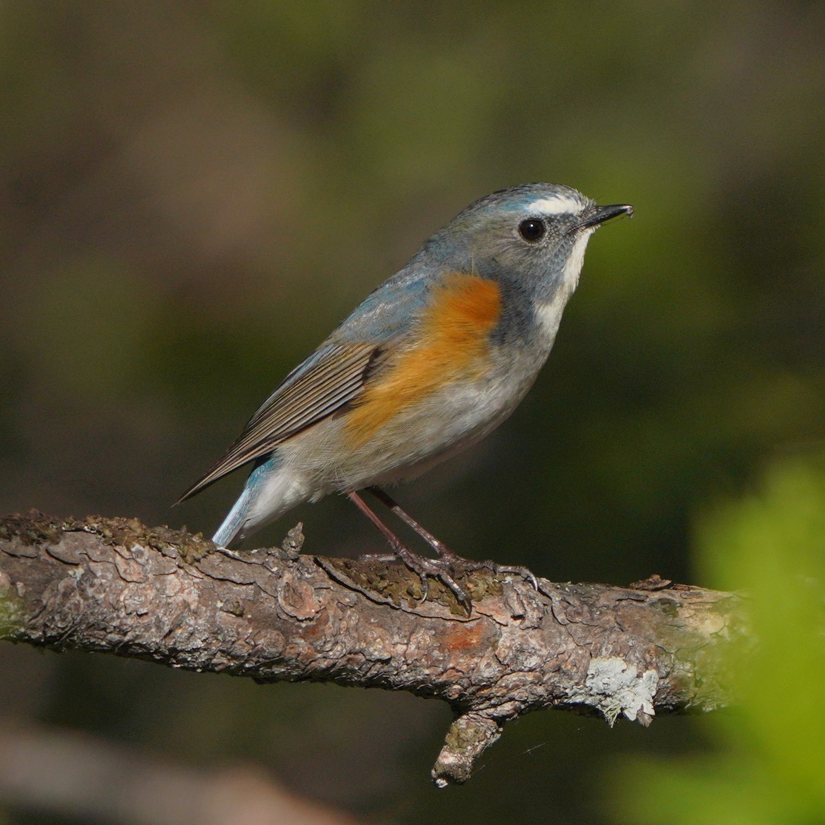 Red-flanked Bluetail - ML619726124