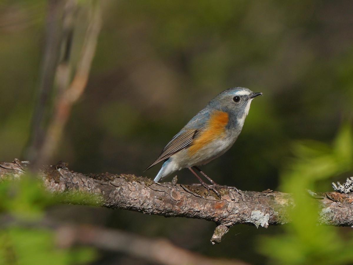 Red-flanked Bluetail - ML619726125
