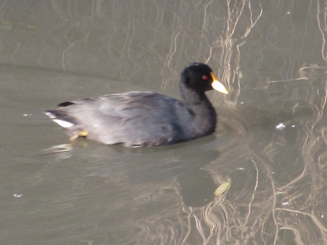 White-winged Coot - ML619726131
