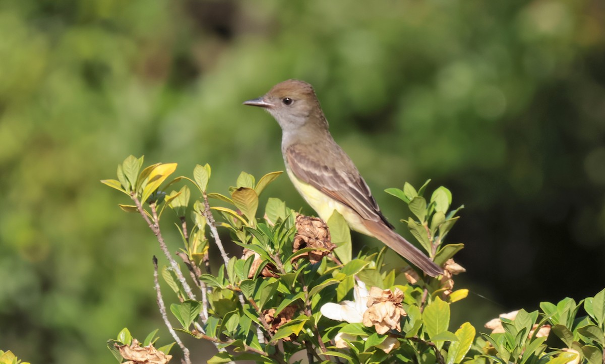 Great Crested Flycatcher - ML619726158