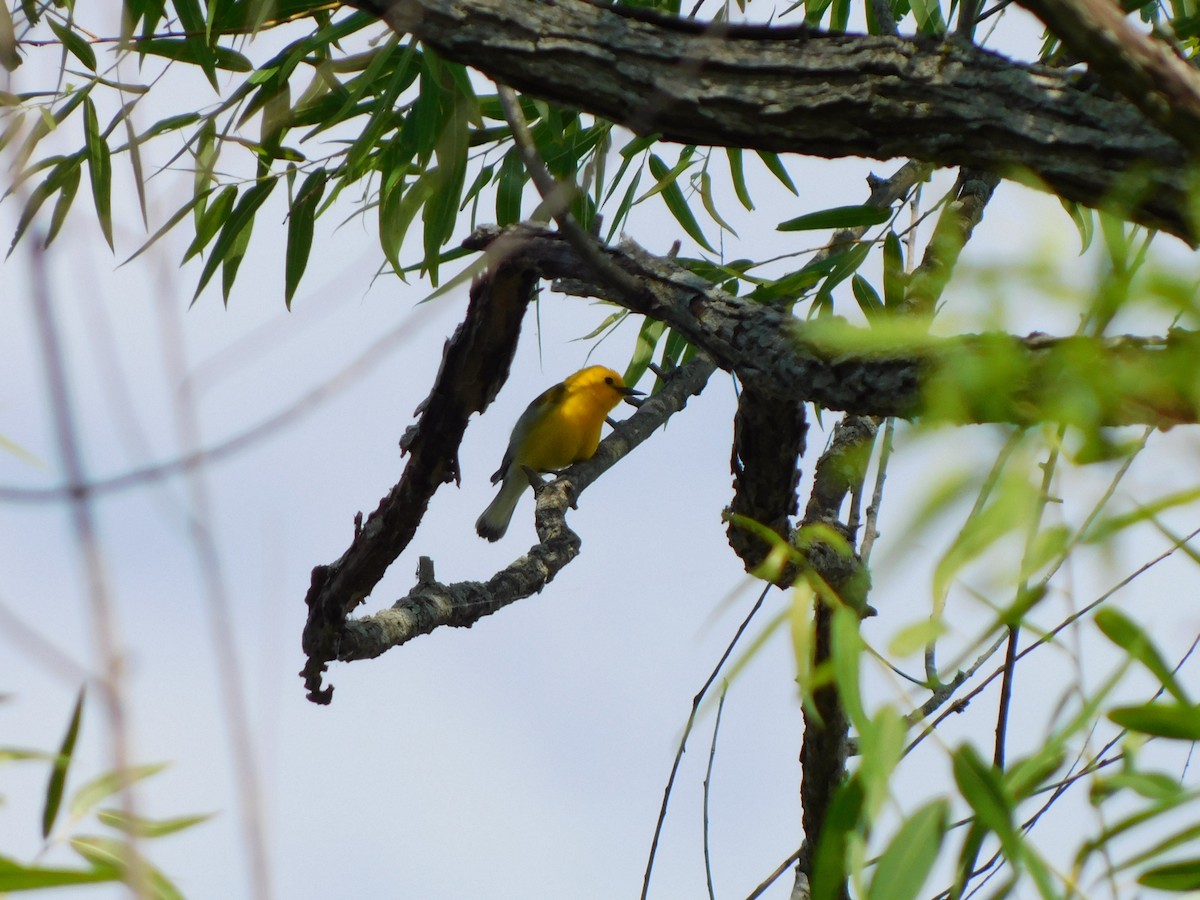 Prothonotary Warbler - ML619726219