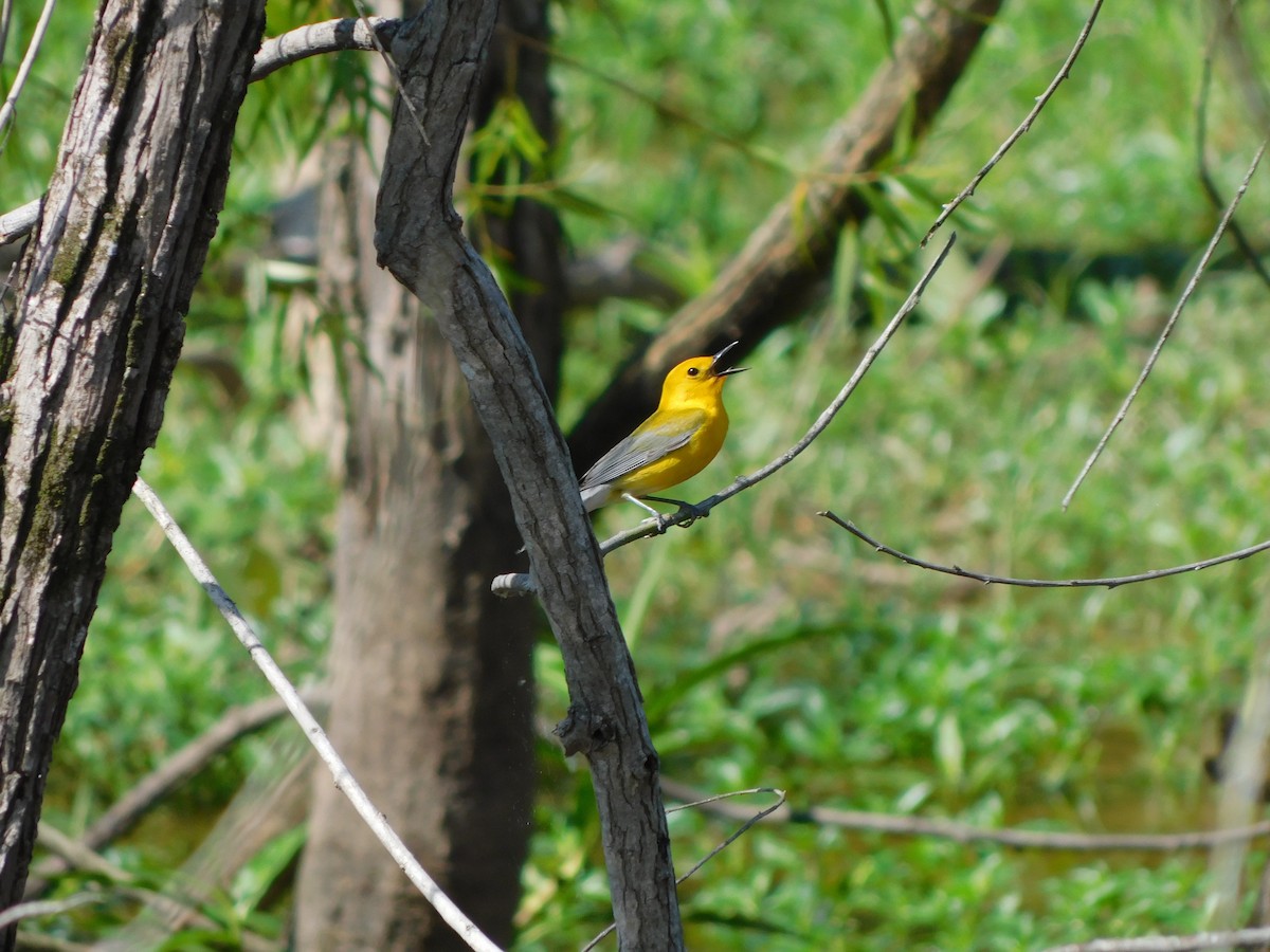 Prothonotary Warbler - ML619726220