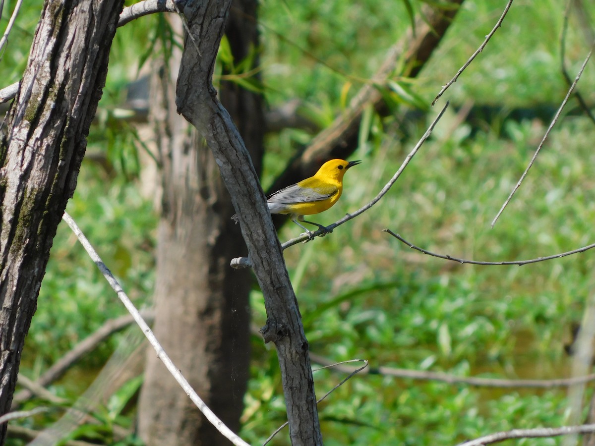 Prothonotary Warbler - ML619726221