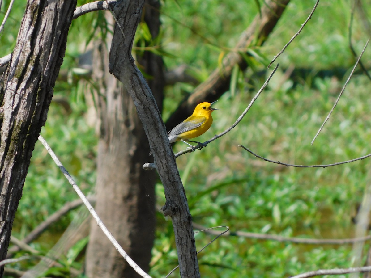Prothonotary Warbler - ML619726222