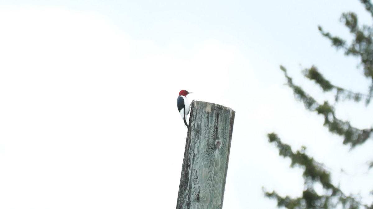 Red-headed Woodpecker - ML619726229