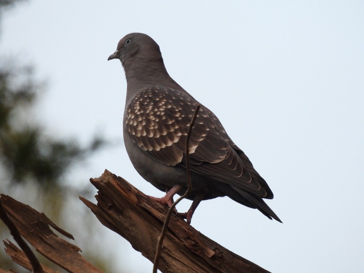 Spot-winged Pigeon - ML619726441