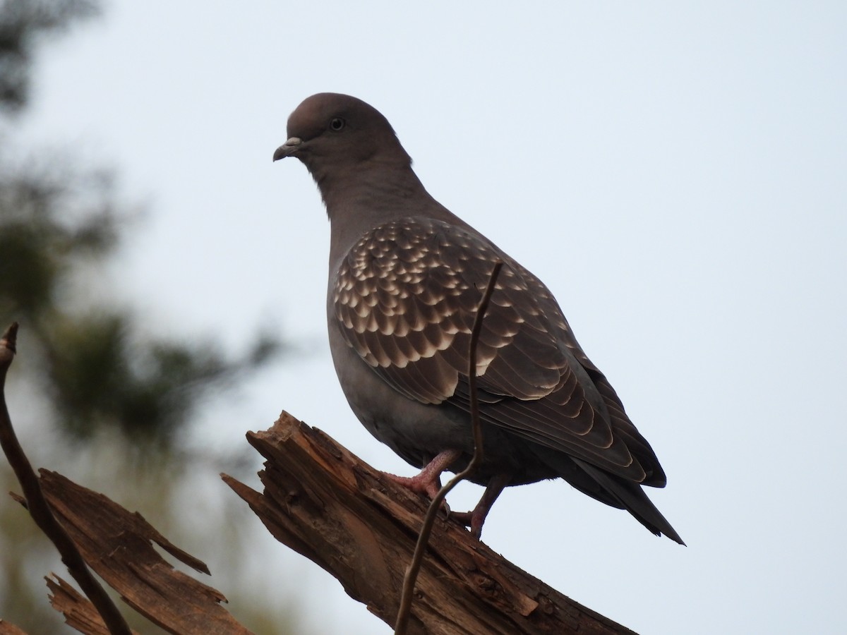 Spot-winged Pigeon - ML619726443