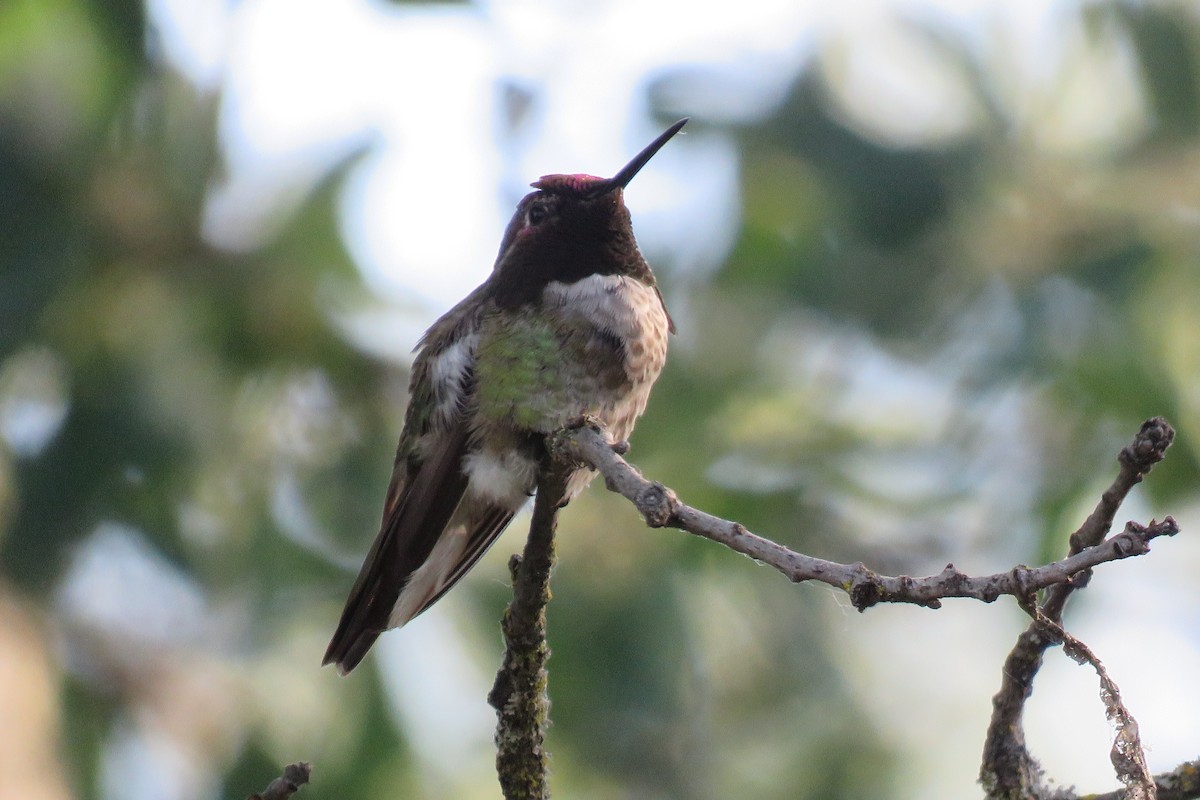 Anna's Hummingbird - ML619726444