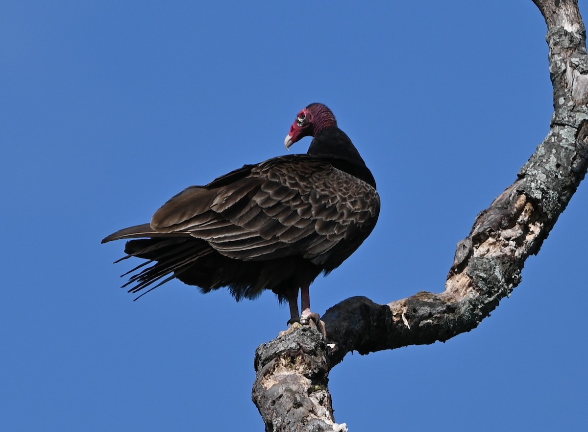 Turkey Vulture - ML619726460