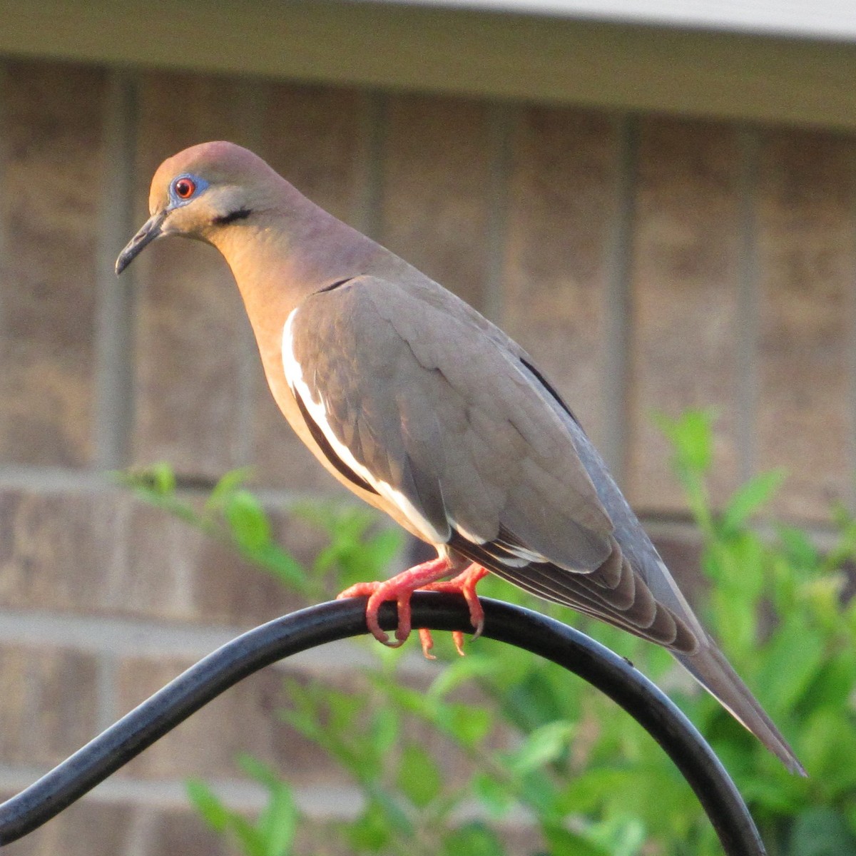 White-winged Dove - ML619726463