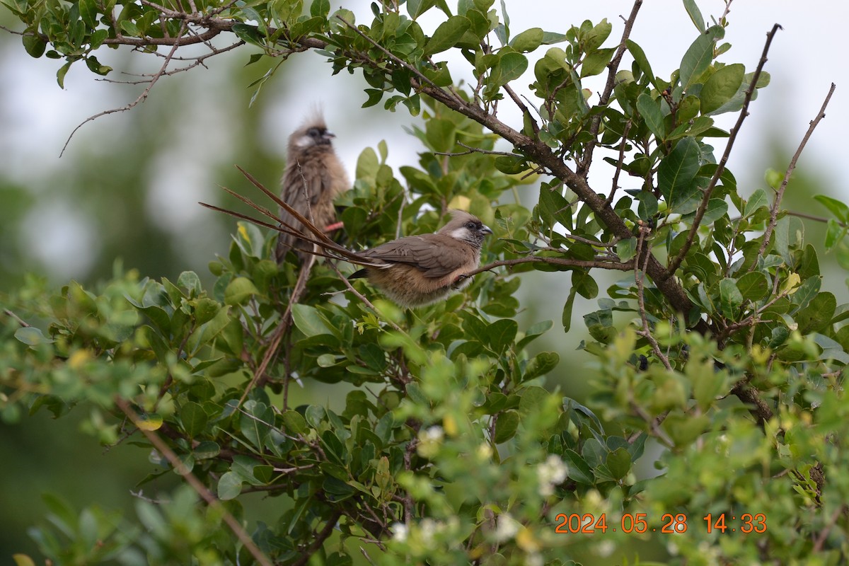 Speckled Mousebird - ML619726482