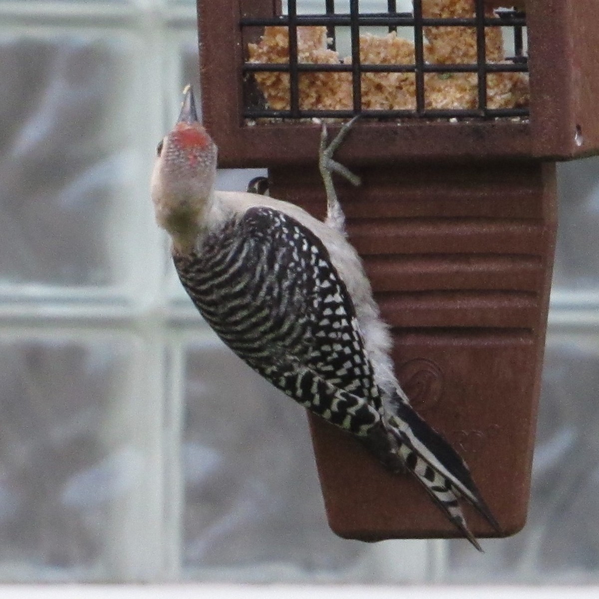 Red-bellied Woodpecker - ML619726483