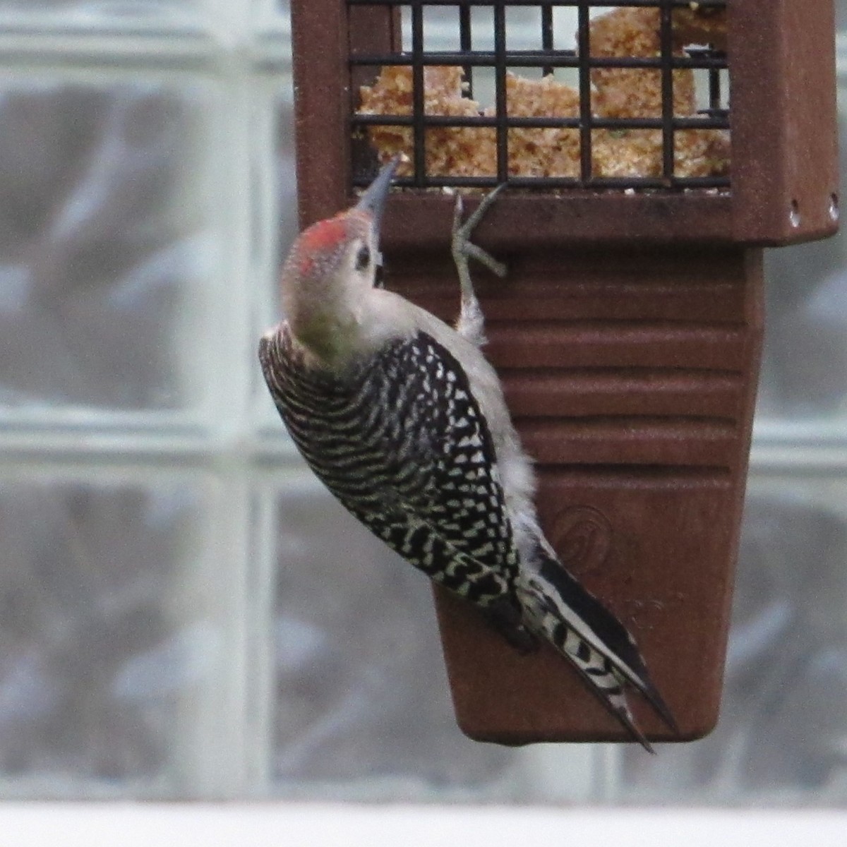 Red-bellied Woodpecker - ML619726486