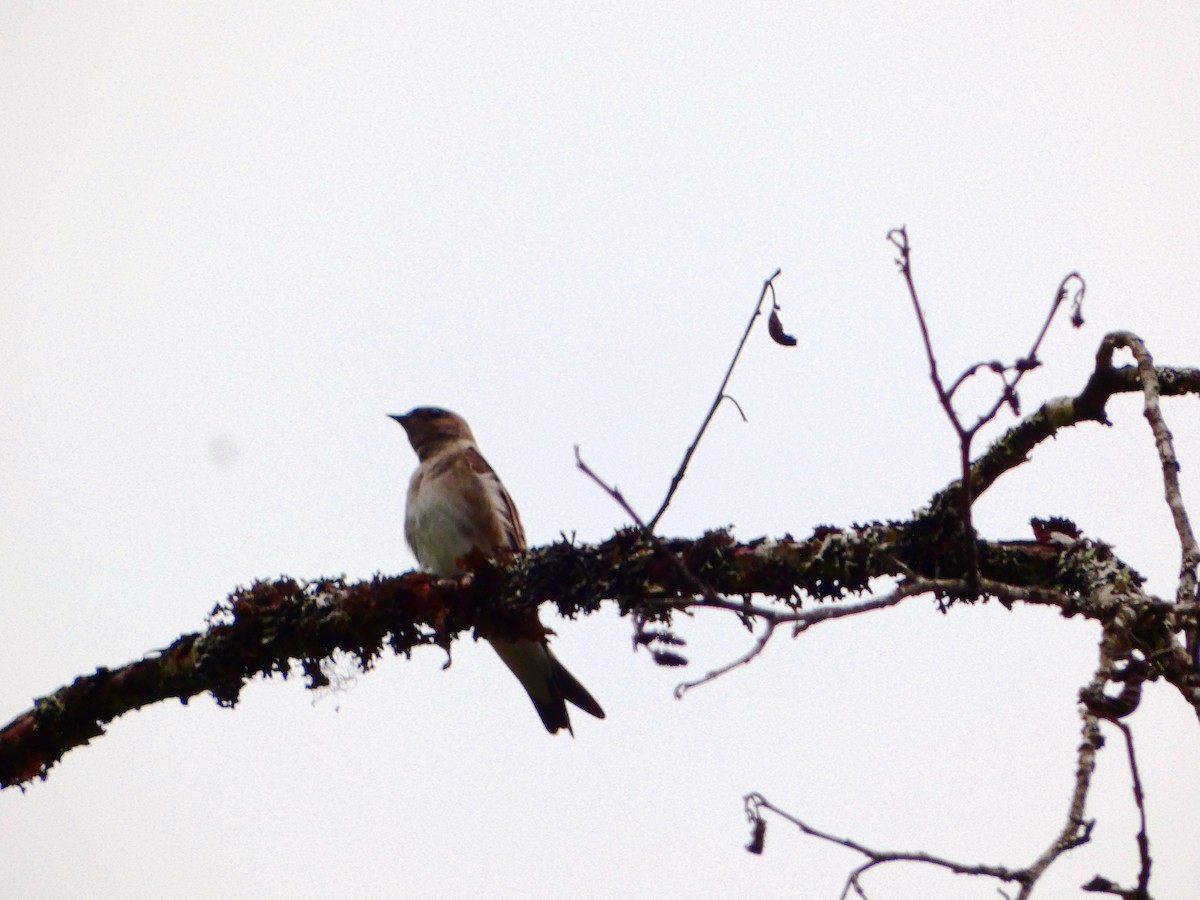 Northern Rough-winged Swallow - ML619726491