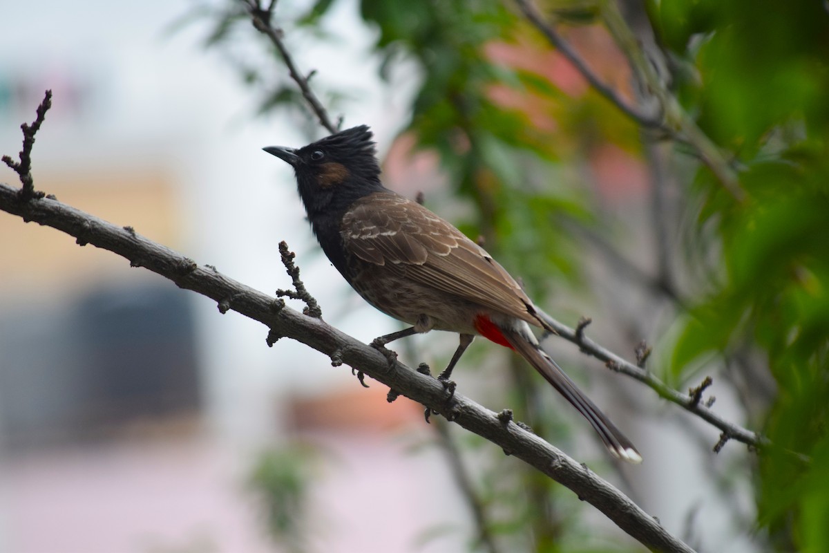 Red-vented Bulbul - ML619726536