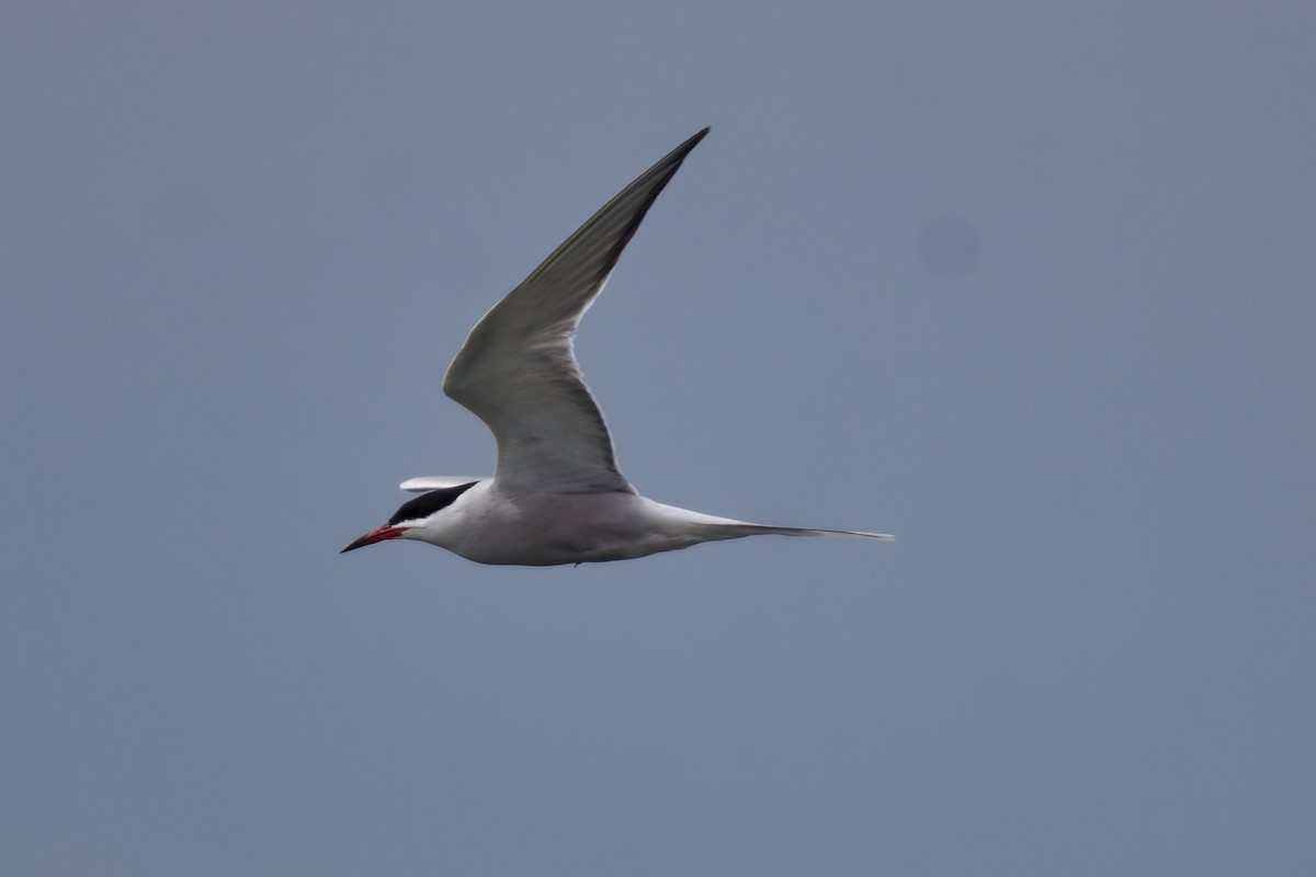 Common Tern - ML619726590
