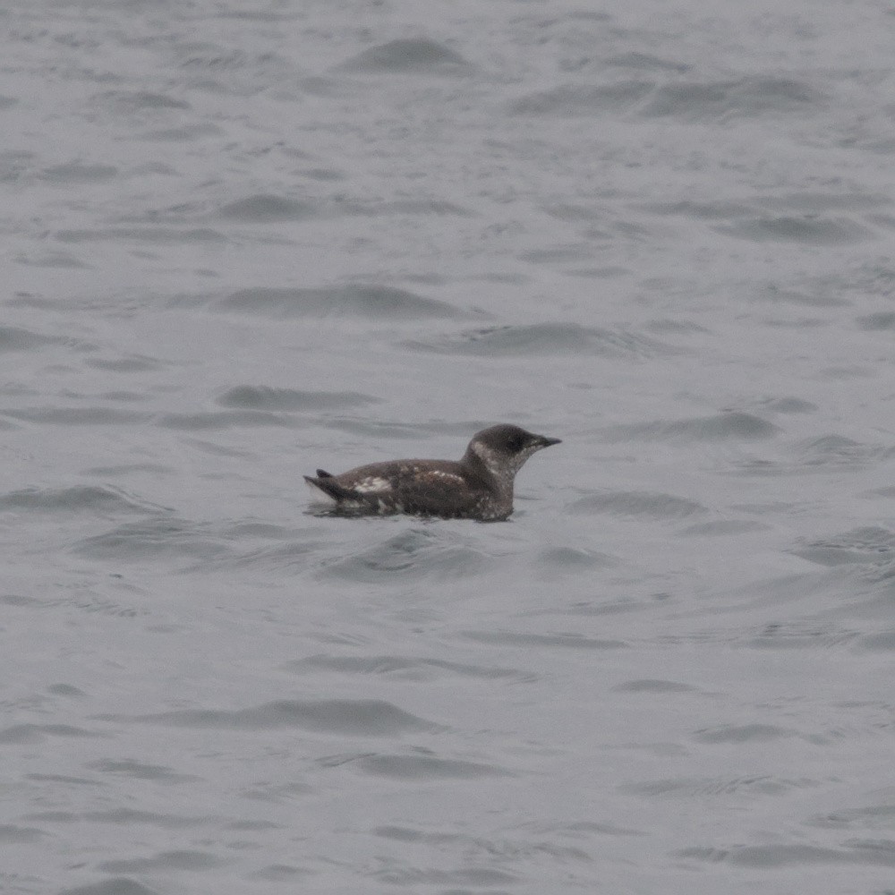 Marbled Murrelet - ML619726687