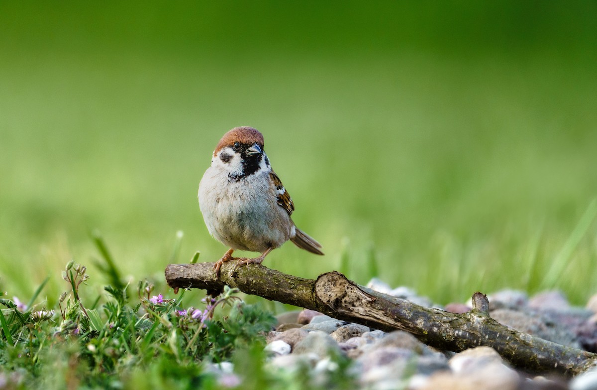 Eurasian Tree Sparrow - ML619726720