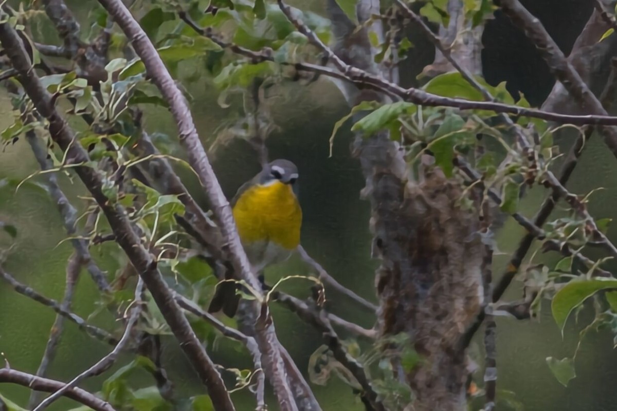 Yellow-breasted Chat - ML619726806