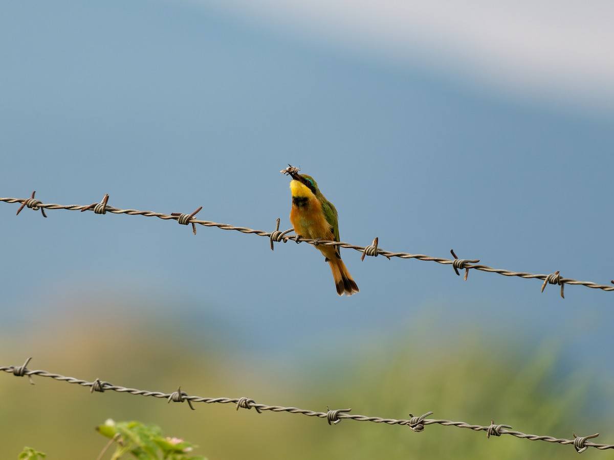 Little Bee-eater - ML619726837