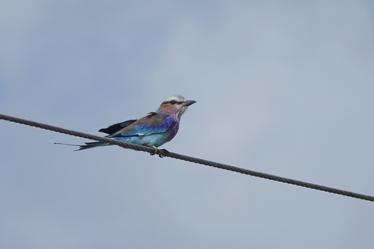 Lilac-breasted Roller - ML619726868