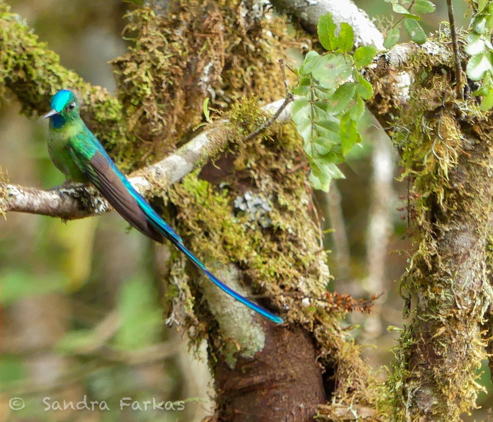 Long-tailed Sylph - ML619726903