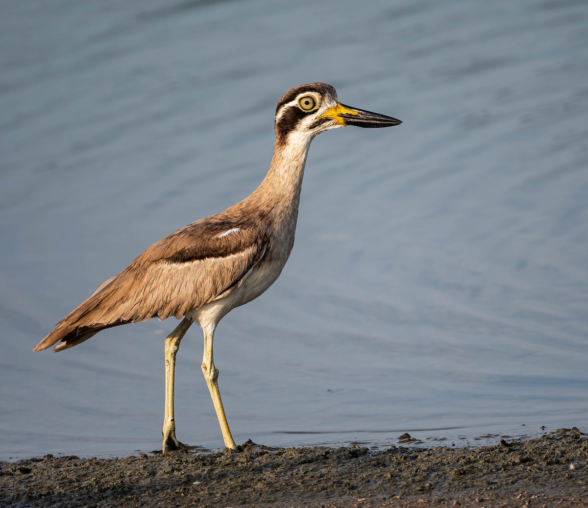 Great Thick-knee - ML619726956