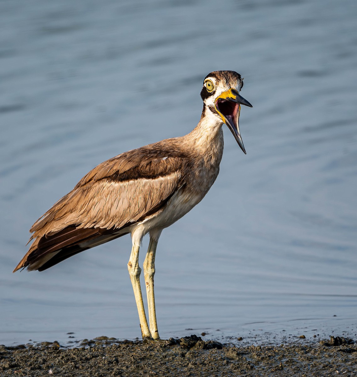 Great Thick-knee - ML619726957