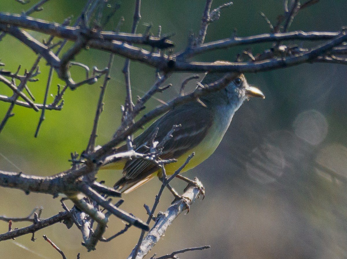 Great Crested Flycatcher - ML619726988