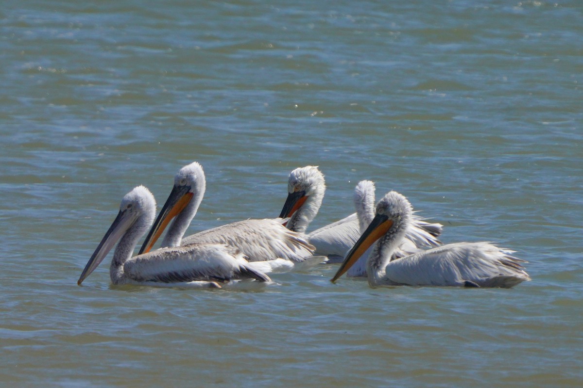 pelikán kadeřavý - ML619727013