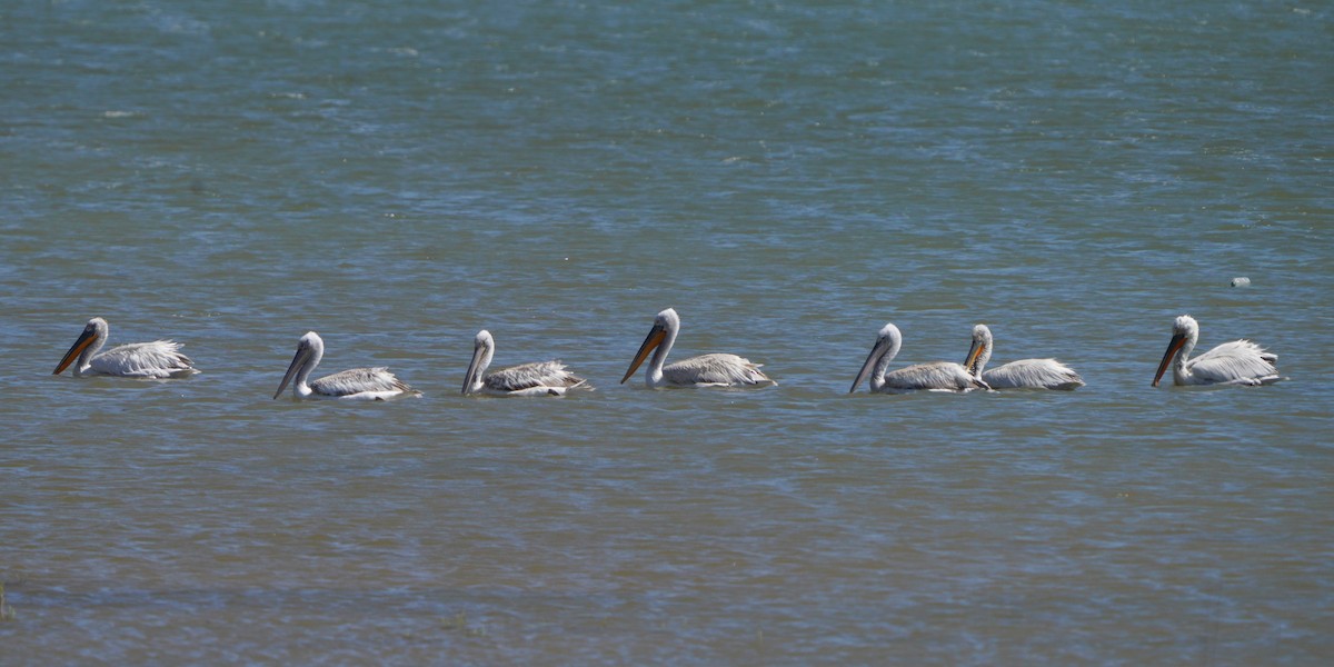 pelikán kadeřavý - ML619727014