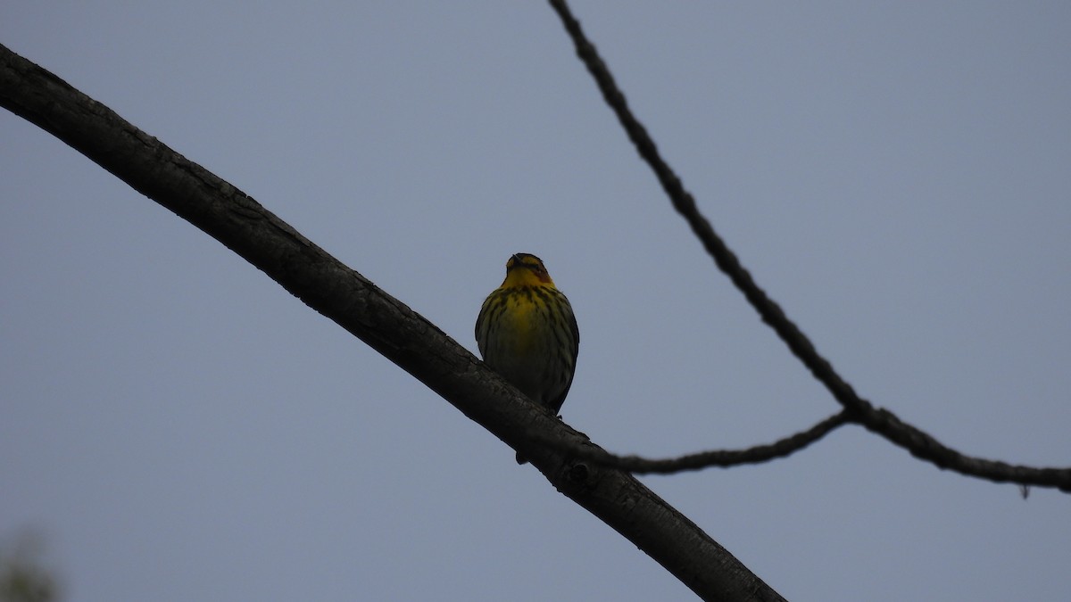 Cape May Warbler - ML619727057