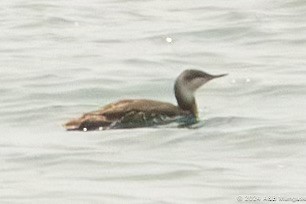 Red-throated Loon - ML619727088