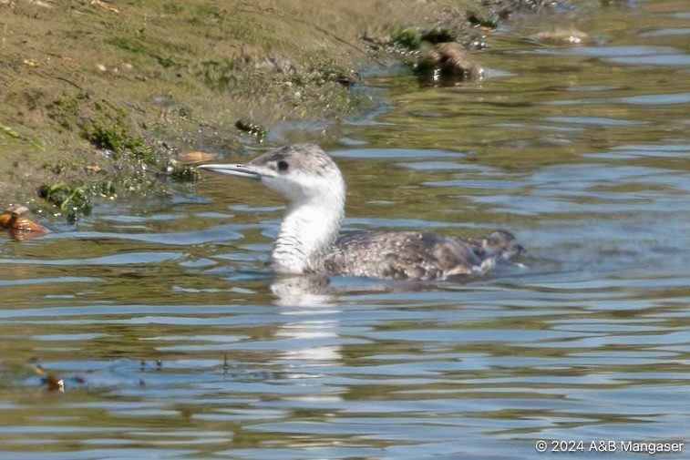 Red-throated Loon - ML619727090